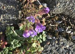 Chaenorhinum origanifolium