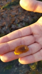 Doriopsilla albopunctata