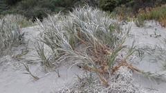 Spinifex hirsutus