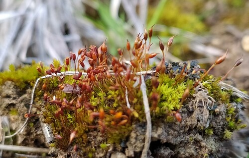 Lance-leaved Pottia (Tortula lindbergii)