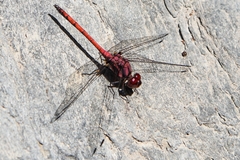 Trithemis lilacina