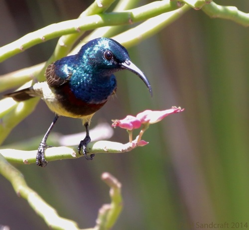 Souimanga Sunbird