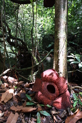 Rafflesia tuan-mudae