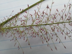 Eragrostis viscosa image