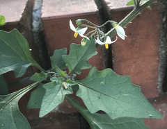 Solanum nigrum
