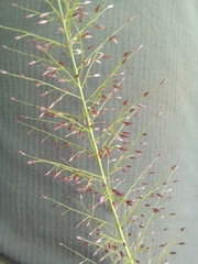 Eragrostis viscosa image