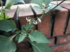 Solanum nigrum