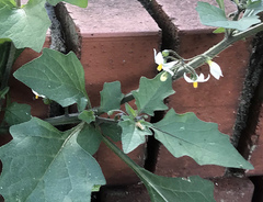 Solanum nigrum