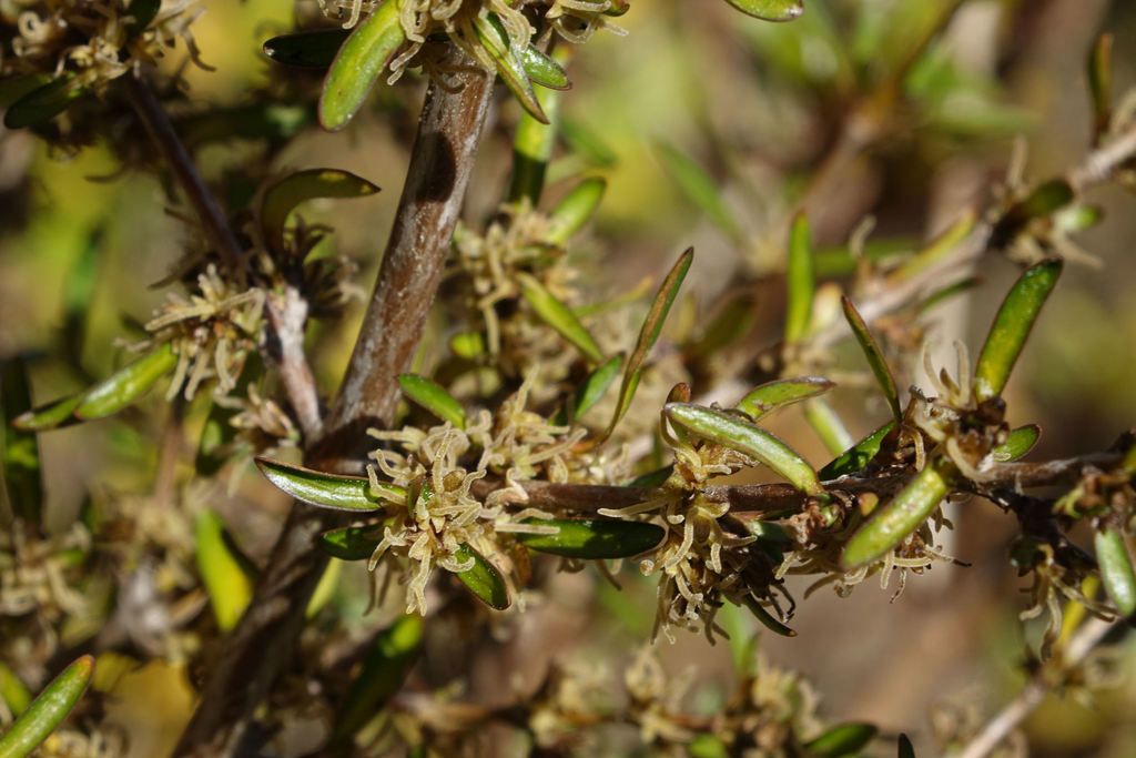 Coprosma × cunninghamii