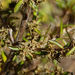 Coprosma Propinqua × C. Robusta - Photo (c) John Barkla, some rights reserved (CC BY), uploaded by John Barkla