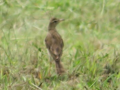 Anthus pallidiventris