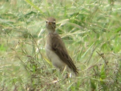 Anthus pallidiventris