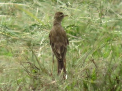 Anthus pallidiventris