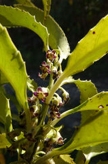 Melicytus lanceolatus