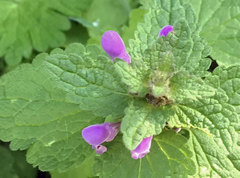 Lamium purpureum