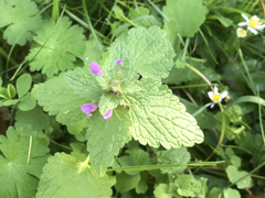 Lamium purpureum