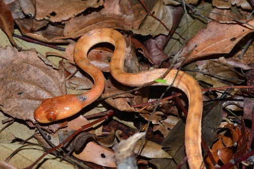 Orange Tree Snake