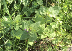 Lamium purpureum