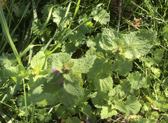 Lamium purpureum
