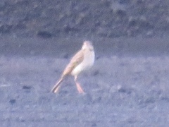 Anthus pallidiventris