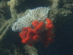 Mycale tenuispiculata