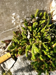 Sedum acre