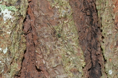 Leiobunum viridorsum