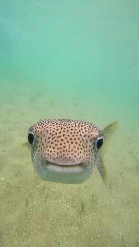 Spotted Porcupinefish