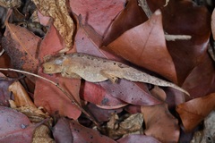 Brookesia stumpffi
