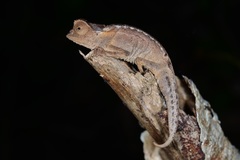 Brookesia stumpffi