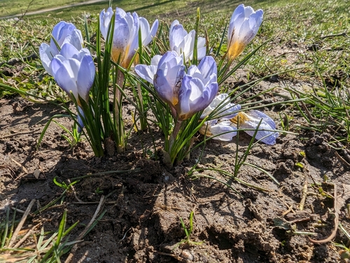 Sieber's crocus