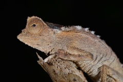 Brookesia stumpffi