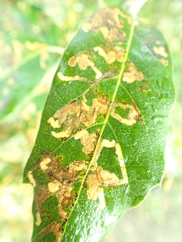 New Holm-Oak Pigmy