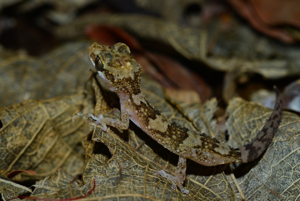 Madagascar Dwarf Leaf-Toed Gecko