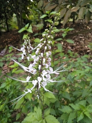 Orthosiphon aristatus