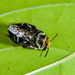 Margined Turret Bee - Photo (c) Cheryl Harleston López Espino, some rights reserved (CC BY-NC-ND), uploaded by Cheryl Harleston López Espino