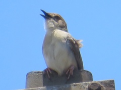 Cisticola anonymus