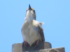 Cisticola anonymus