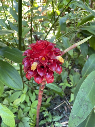 Foto de Gengibre-vermelho