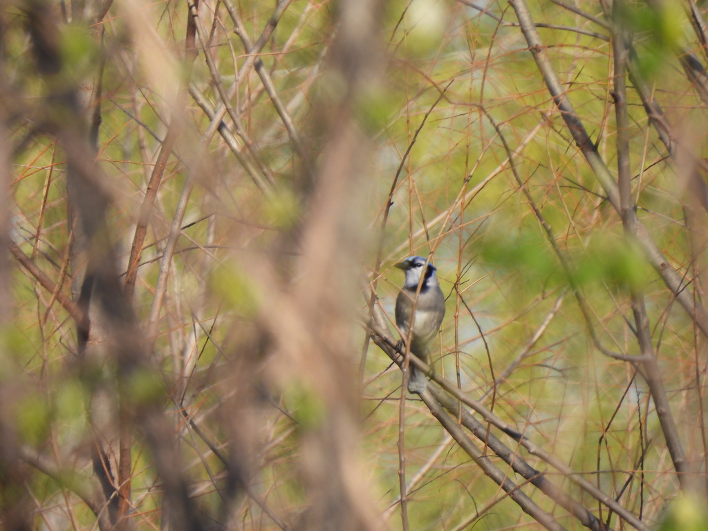 Blue Jay from Fort Worth, TX, USA on March 15, 2023 at 09:26 AM by ...