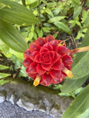 Foto de Gengibre-vermelho