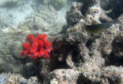 Monanchora clathrata