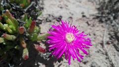 Lampranthus lavisii