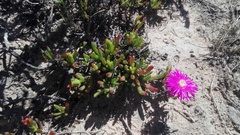 Lampranthus lavisii