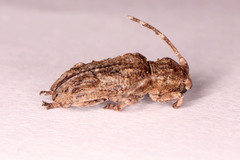 Hecyromorpha plagicollis