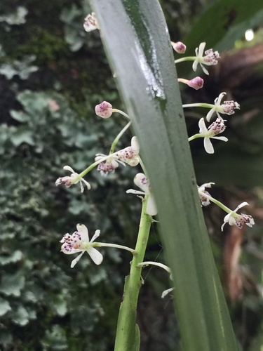 Epidendrum