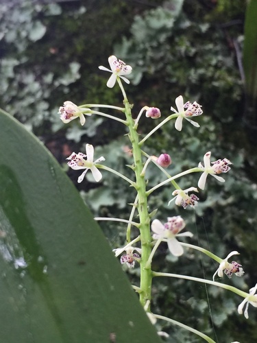 Epidendrum elegantissimum F.Lehm. & Kraenzl. 2