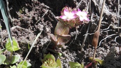 Crassula pellucida pellucida