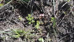 Crassula pellucida pellucida