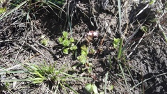 Crassula pellucida pellucida